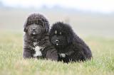 DOGUE DU TIBET 681